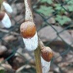 Salix discolor Flower