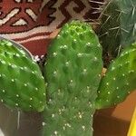 Consolea rubescens Hoja