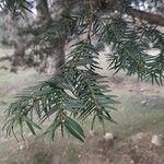 Taxus brevifolia ഇല