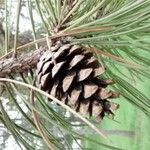 Pinus halepensis Vaisius