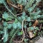 Petrosedum rupestre Feuille