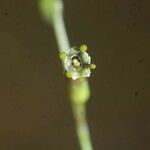 Schwenckia americana Fruit