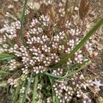 Sedum anglicumFlower