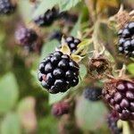 Rubus fruticosus Fruchs