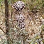 Salvia leucophylla फल