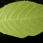 Cleidion castaneifolium Lehti