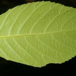 Cleidion castaneifolium Leaf