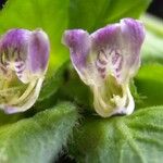 Justicia refractifolia Flor