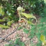 Fagus crenata Flor