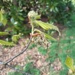 Fagus crenata പുഷ്പം