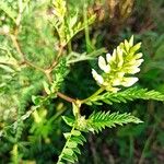 Astragalus boeticus Fiore