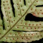 Tectaria pseudosinuata Leaf