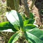 Cestrum diurnum Leaf