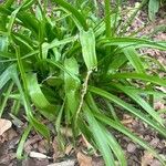 Albuca bracteata List