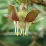Ribes uva-crispa 花