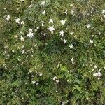 Jasminum grandiflorum Hábito