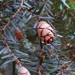 Tsuga canadensis 果實