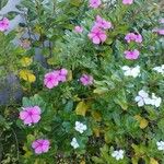 Catharanthus roseus (L.) G.DonBlomst