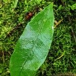 Microgramma lycopodioides Leaf