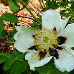 Paeonia rockii Flower