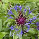 Centaurea montana Λουλούδι