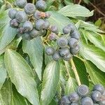 Hedera colchica Fruit