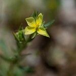 Helianthemum ledifolium Цветок