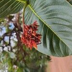 Palicourea rigida Flower