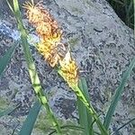 Carex vulpina Květ