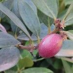 Acokanthera oblongifolia Fruit