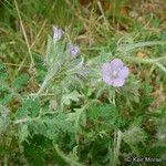 Phacelia cryptantha Хабит