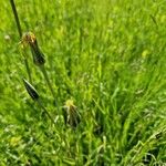 Tragopogon pratensisFiore