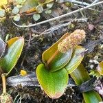 Potamogeton polygonifolius Fula