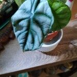 Alocasia baginda Лист