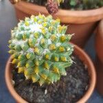 Mammillaria polythele List