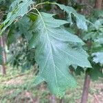 Quercus rubra Ліст