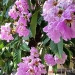 Lagerstroemia speciosa Cvet