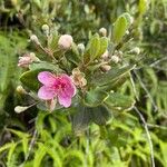 Rhodomyrtus tomentosa Flor