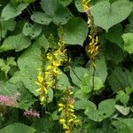 Ligularia stenocephala Floare