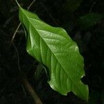 Poecilanthe hostmannii Hoja