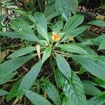 Impatiens auricoma Vekstform