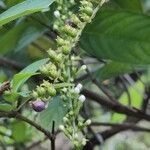 Gonzalagunia hirsuta Fruit