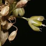 Allium pallens Virág