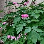 Dicentra formosaFlower