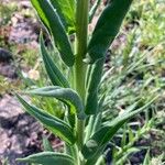 Hesperis matronalisFolio