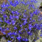 Lobelia erinusFiore