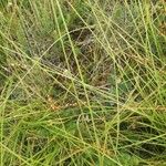 Carex brunnescens Folha