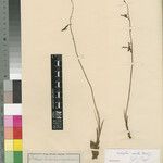 Eulophia massokoensis अन्य