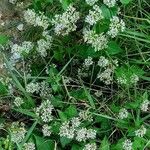 Mikania scandens Fuelha