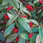 Cotoneaster frigidus Blatt